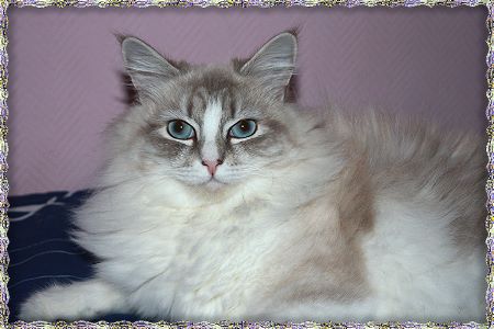 Bild "Farben:blue_sil_tab_p_w.jpg"