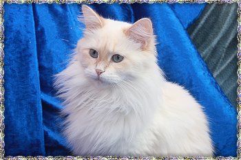 Bild "Kitten-News:marinka.jpg"