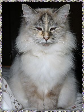 Bild "a_wurf:alice_3j.jpg"