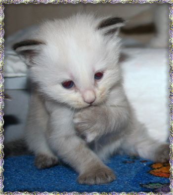 Bild "a_wurf:alisha1.jpg"