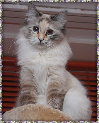 Bild "a_wurf:alisha_1j.jpg"