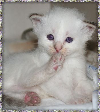 Bild "a_wurf:amy1.jpg"