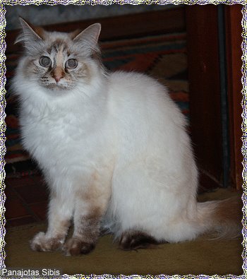 Bild "a_wurf:amy_3j.jpg"