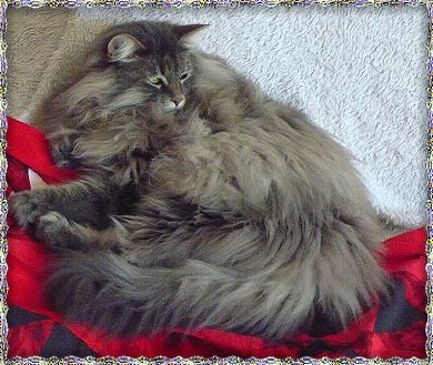 Bild "c_wurf:coco_2.jpg"