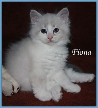 Bild "f_wurf:fiona1.jpg"