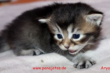 Bild "ice:arya1.jpg"