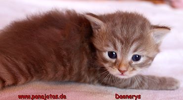 Bild "ice:daen1.jpg"