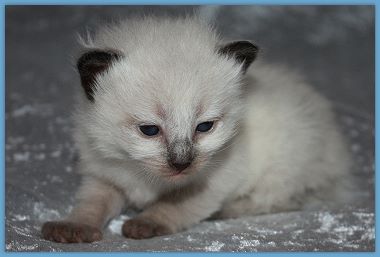 Bild "l_wurf:loretta1.jpg"