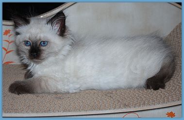 Bild "l_wurf:loretta_8wo2.jpg"