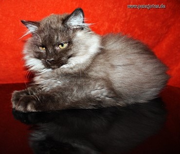 Bild "u_wurf:Urania_g.JPG"
