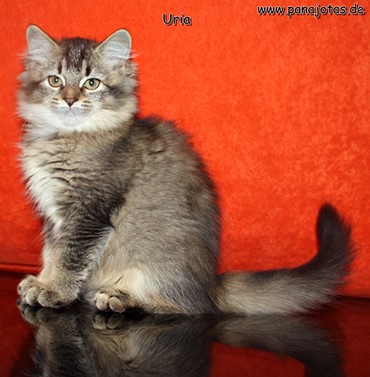 Bild "u_wurf:Uria_g.JPG"